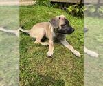 Small #7 Mutt