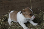 Puppy 6 Jack Russell Terrier-Unknown Mix