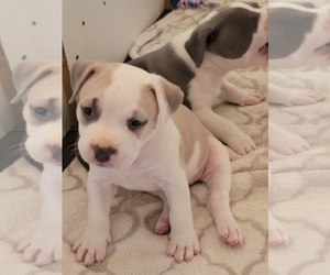 American Bully Puppy for Sale in TEMECULA, California USA