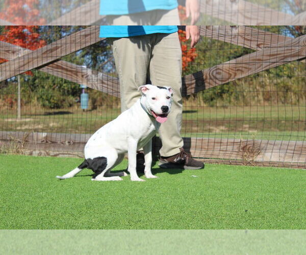 Medium Photo #2 American Pit Bull Terrier Puppy For Sale in Chestertown, MD, USA