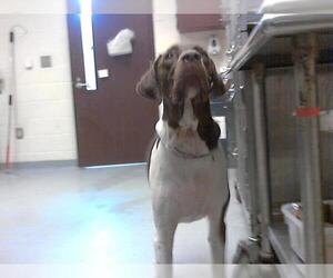 Medium German Shorthaired Pointer