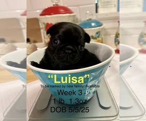 Medium Pug
