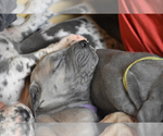 Small Photo #8 Great Dane Puppy For Sale in DANIELSON, CT, USA