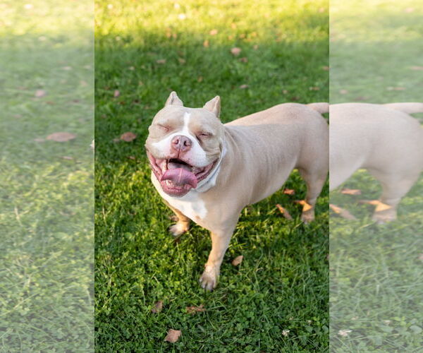 Medium Photo #20 American Pit Bull Terrier-Unknown Mix Puppy For Sale in Crete, IL, USA