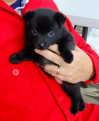 Schipperke Puppy for sale in WAPATO, WA, USA