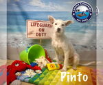 Small #7 Jack Russell Terrier Mix