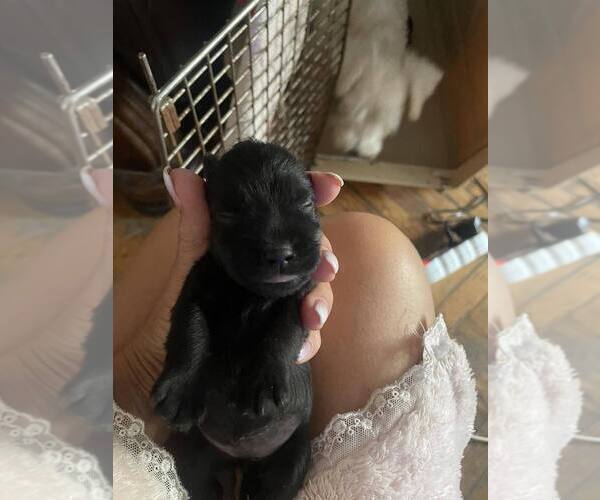 Medium Photo #3 Schnauzer (Miniature) Puppy For Sale in Hatvan, Heves, Hungary