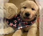 Small Photo #18 Golden Retriever Puppy For Sale in ABERDEEN, NC, USA