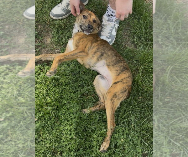 Medium Photo #6 Mutt Puppy For Sale in Evansville, IN, USA