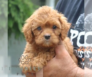 Cavapoo Puppy for sale in NARVON, PA, USA