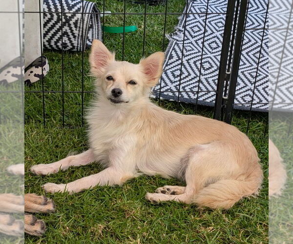 Medium Photo #2 Maltipom Puppy For Sale in Chico, CA, USA