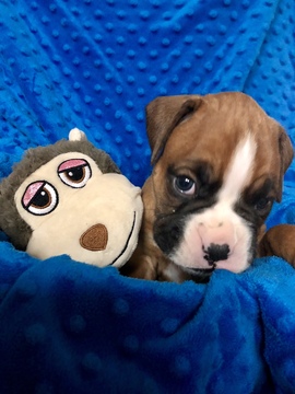 Medium Photo #5 Boxer Puppy For Sale in ELKO, NV, USA