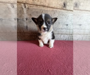 Pembroke Welsh Corgi Puppy for sale in VERMONTVILLE, MI, USA