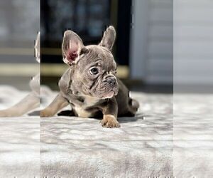 French Bulldog Puppy for Sale in BROOKLYN, New York USA