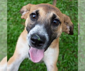 Labrador Retriever-Unknown Mix Dogs for adoption in Canton, CT, USA