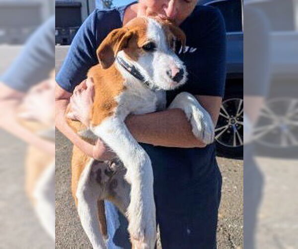 Medium Photo #2 Parson Russell Terrier-Unknown Mix Puppy For Sale in Mt. Laurel, NJ, USA