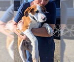 Small #1 Parson Russell Terrier Mix