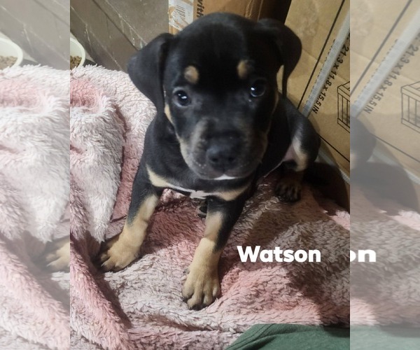 Medium Photo #2 Rottweiler-Unknown Mix Puppy For Sale in Marine City, MI, USA