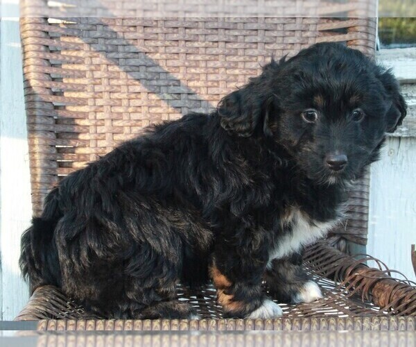 Medium Photo #5 Aussiedoodle Miniature  Puppy For Sale in FREDERICKSBURG, OH, USA