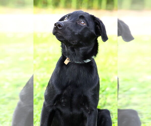 Medium Photo #4 Retriever -Unknown Mix Puppy For Sale in Evansville, IN, USA