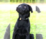 Small #3 Retriever  Mix