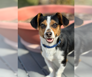 Dachshund-Unknown Mix Dogs for adoption in Cranston, RI, USA