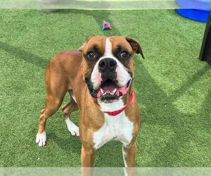 Boxer Dogs for adoption in Orange, CA, USA