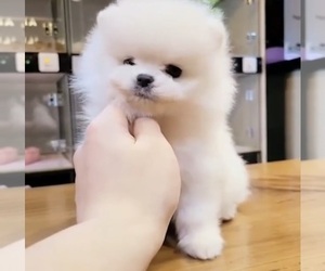 Pomeranian Puppy for sale in CHINO HILLS, CA, USA