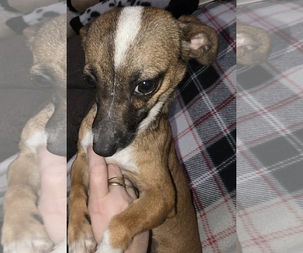 Medium Photo #5 Chiweenie Puppy For Sale in Minneapolis, MN, USA