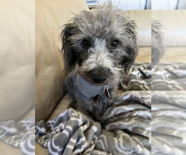 Medium Photo #1 Mutt Puppy For Sale in St. Louis Park, MN, USA