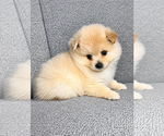 Small #3 Pomeranian