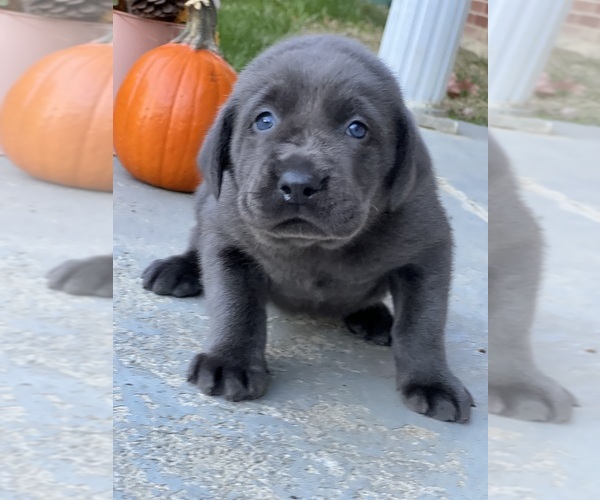 Medium Photo #3 Labrador Retriever Puppy For Sale in NEOLA, WV, USA