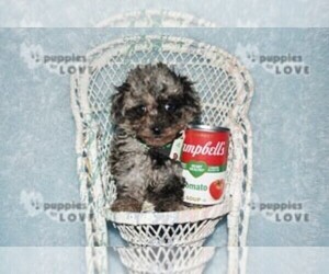 Poodle (Toy) Puppy for sale in SANGER, TX, USA
