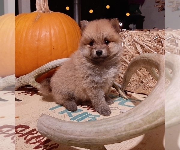 Medium Photo #5 Pomeranian Puppy For Sale in CARTHAGE, TX, USA