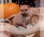 Small Photo #5 Pomeranian Puppy For Sale in CARTHAGE, TX, USA