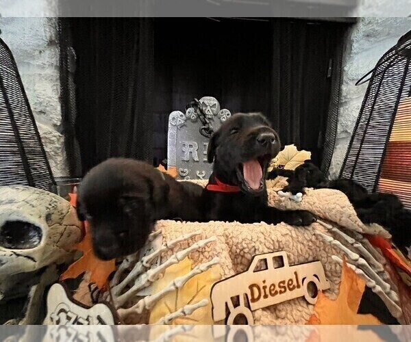 Medium Photo #2 Golden Labrador Puppy For Sale in PORT ORANGE, FL, USA