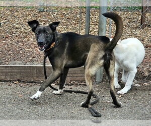 Wendy - Female Feist Terrier-Unknown Mix Dog for Adoption - Photo #4