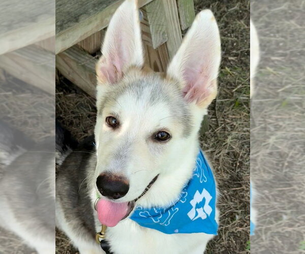 Medium Photo #3 Siberian Husky-Unknown Mix Puppy For Sale in San Leon, TX, USA