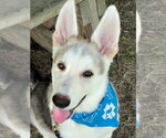 Small #2 Siberian Husky Mix