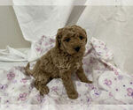 Small Photo #1 Cavapoo Puppy For Sale in CANON CITY, CO, USA