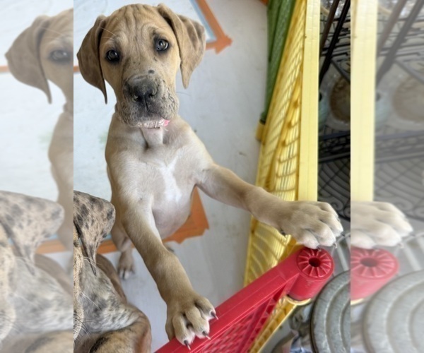 Medium Photo #2 Great Dane Puppy For Sale in GALLOWAY, OH, USA