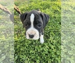 Small Photo #13 Boxer Puppy For Sale in JACKSON, TN, USA