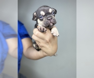 French Bulldog Puppy for sale in SAN BERNARDINO, CA, USA