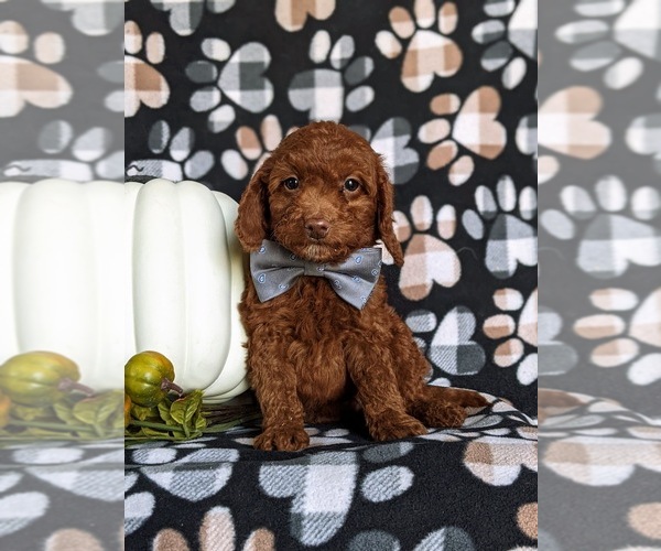 Medium Photo #3 Miniature Labradoodle Puppy For Sale in NOTTINGHAM, PA, USA