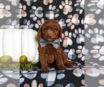 Small Photo #3 Miniature Labradoodle Puppy For Sale in NOTTINGHAM, PA, USA