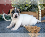 Puppy Beckett Jack Russell Terrier