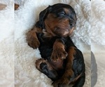 Puppy Angel Cavapoo (Miniature)