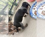 Puppy Oreo Dachshund