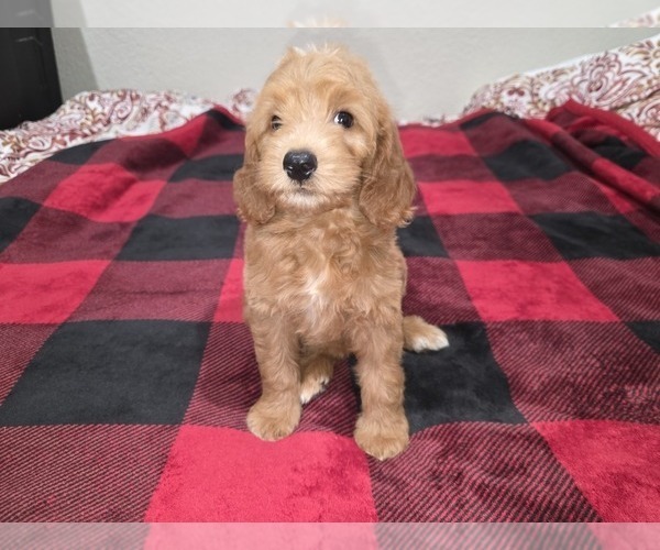 Medium Photo #4 Goldendoodle Puppy For Sale in DUBLIN, TX, USA