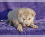Small #3 Alaskan Malamute